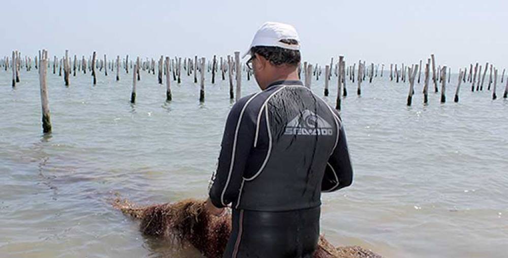 Algoculture en offshore : Un projet pilote sur les rails au sud d’Agadir