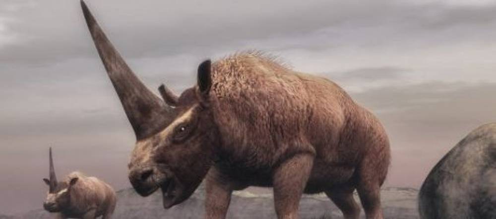 Paléontologie : Un nouveau Elasmotheriinae rhinocéros découvert au Maroc