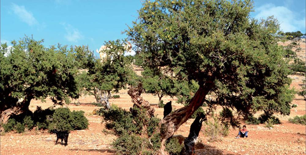 Forêt naturelle de l’arganier : Lancement d’un programme de formation en co-management