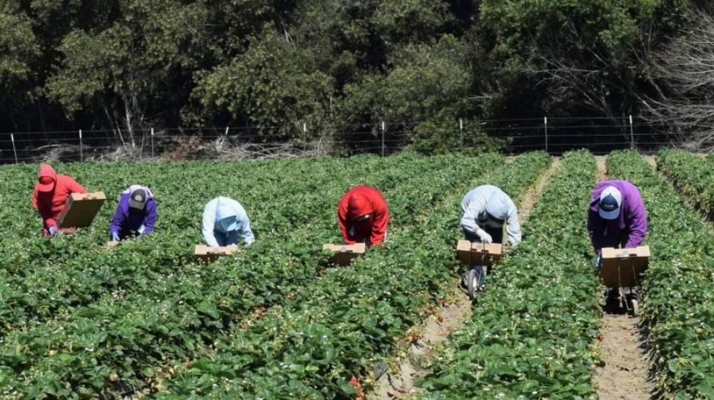 Béni Mellal-Khénifra : Les femmes ouvrières agricoles mises en orbite