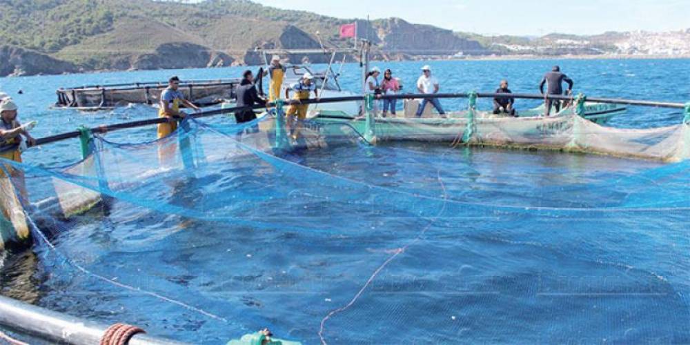 Aquaculture marine: les Conseillers adoptent deux PL