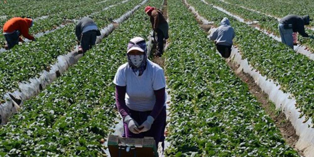 L’Espagne annonce son intention d’embaucher plus de 16 000 travailleurs agricoles marocains