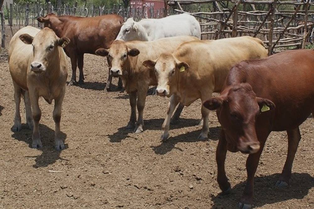 Pour échapper à l'inflation, le Zimbabwe mise sur les… vaches !