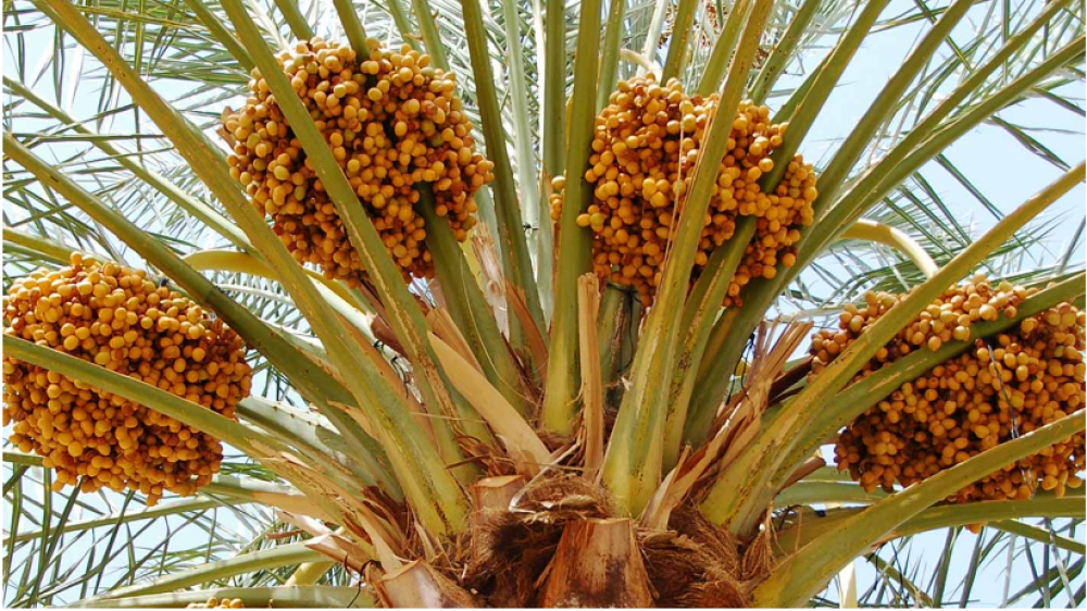 Le Salon International des Dattes au Maroc de retour à Erfoud pour une 11ème édition du 27 au 30 Octobre