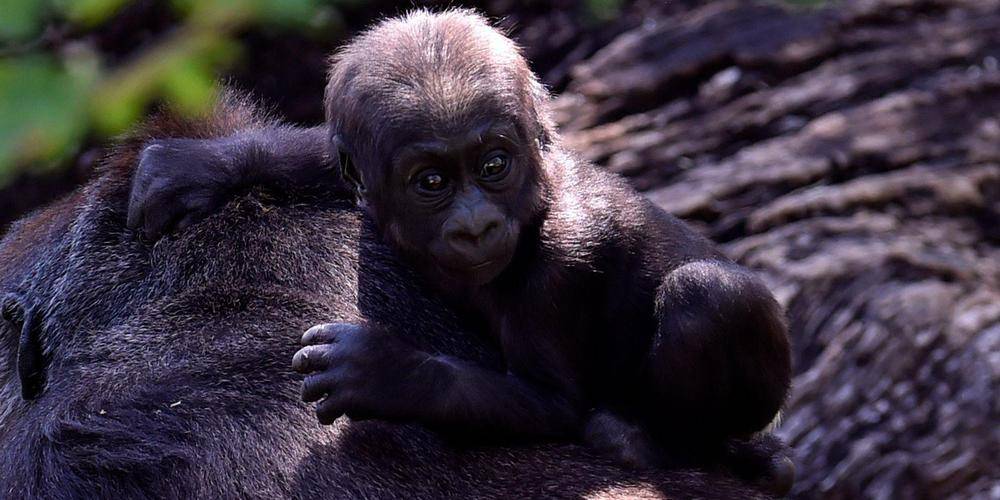 Biodiversité : près de 70 % de la faune sauvage a disparu depuis 1970, que contient le rapport de WWF ?