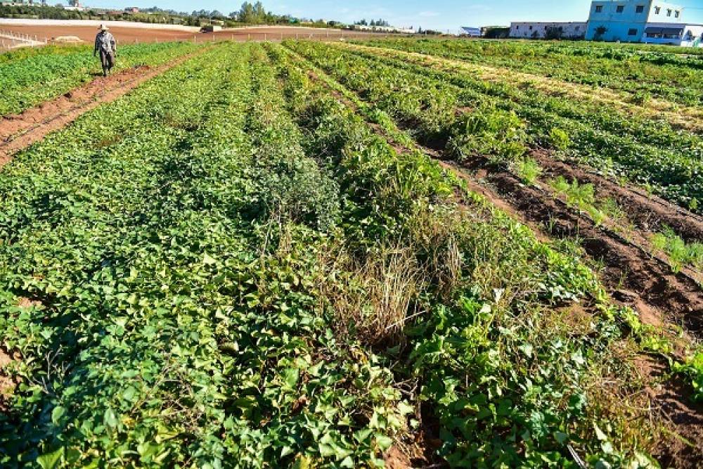 Agriculture : les récentes précipitations ravivent l'espoir d'une bonne campagne