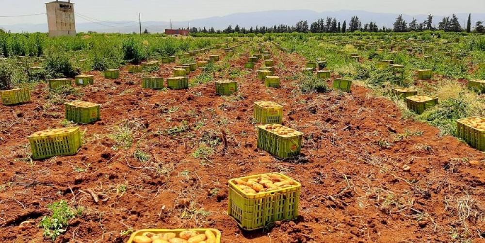 Cultures maraîchères d’automne: Une production de 2,9 millions de tonnes attendue