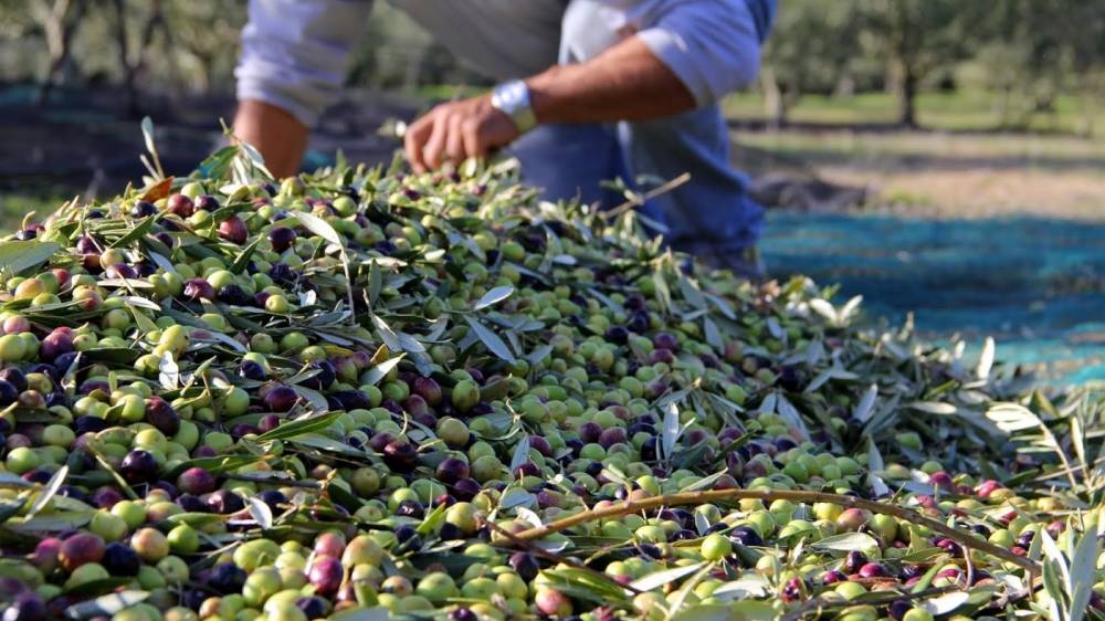 L’exportation des olives désormais soumise à une autorisation préalable