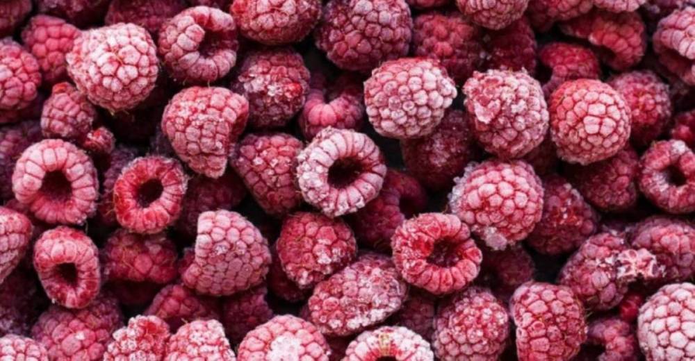 Record des exportations marocaines de framboises surgelées vers l'Espagne