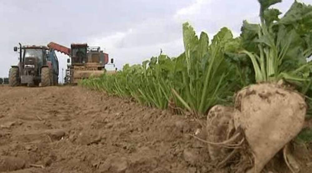 Lancement de la campagne bettravière Doukkala Abda, avec l'ambition d'atteindre 13.000 Ha