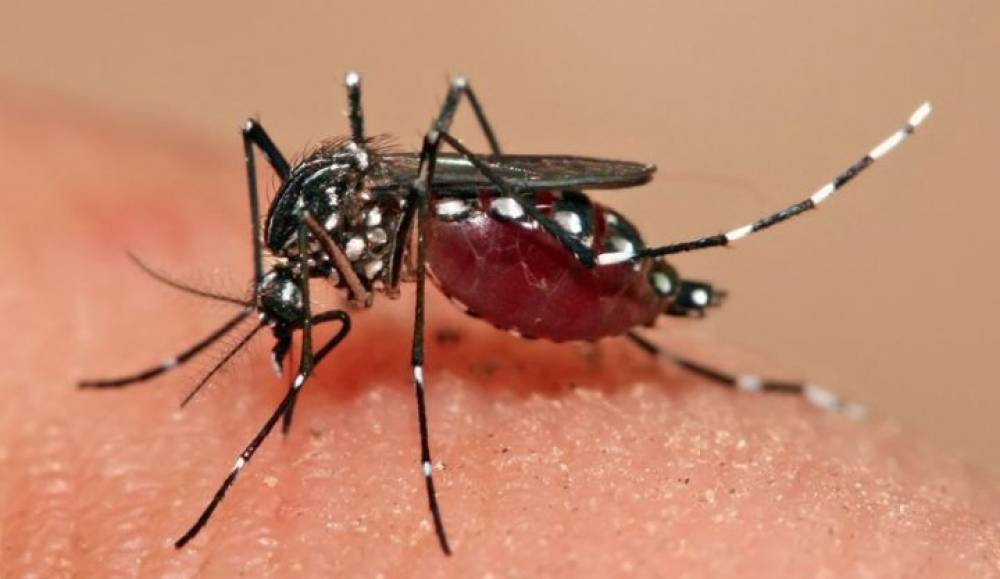 Dengue: Plus de 1.000 morts cette année au Bangladesh