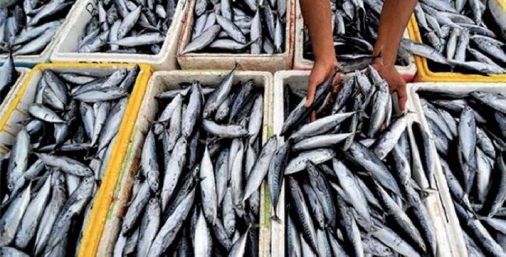 ​Exportations de poisson : Le Maroc, deuxième meilleur fournisseur de la Russie en 2024