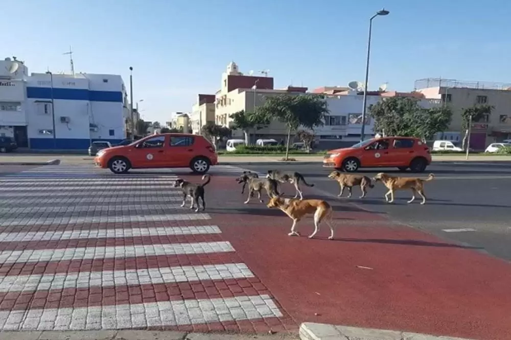 Agadir : Bientôt un grand refuge pour les animaux errants