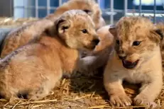 Naissance d’un Lionceau de l’Atlas au Jardin Zoologique de Rabat