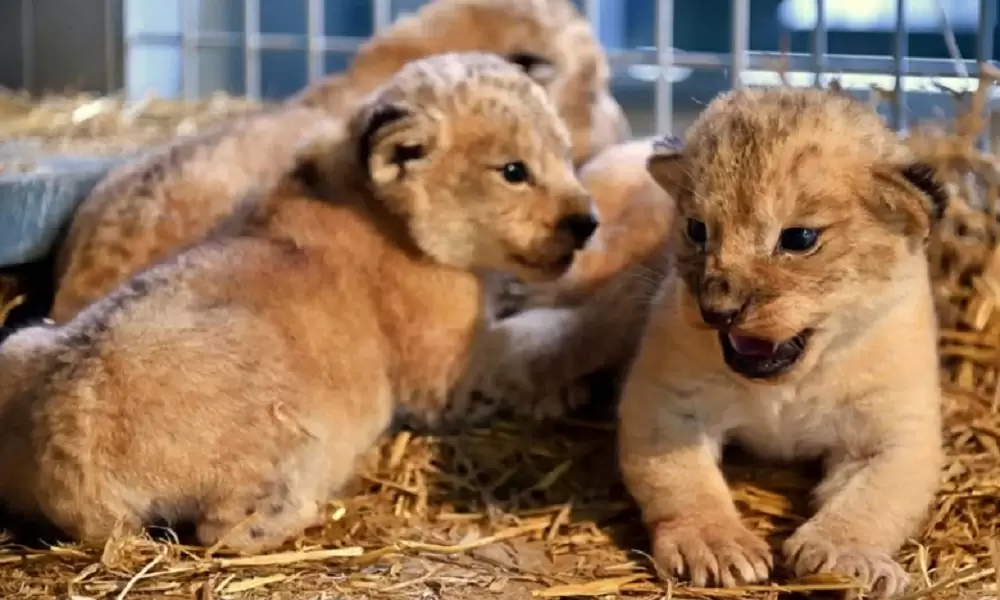 Naissance d’un Lionceau de l’Atlas au Jardin Zoologique de Rabat