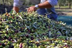 Huile d’olive : Les dernières pluies sauvent la saison à Taounate