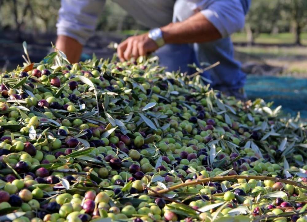 Huile d’olive : Les dernières pluies sauvent la saison à Taounate