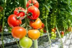 Tomates marocaines : l’ONSSA confirme une qualité sanitaire irréprochable malgré les critiques