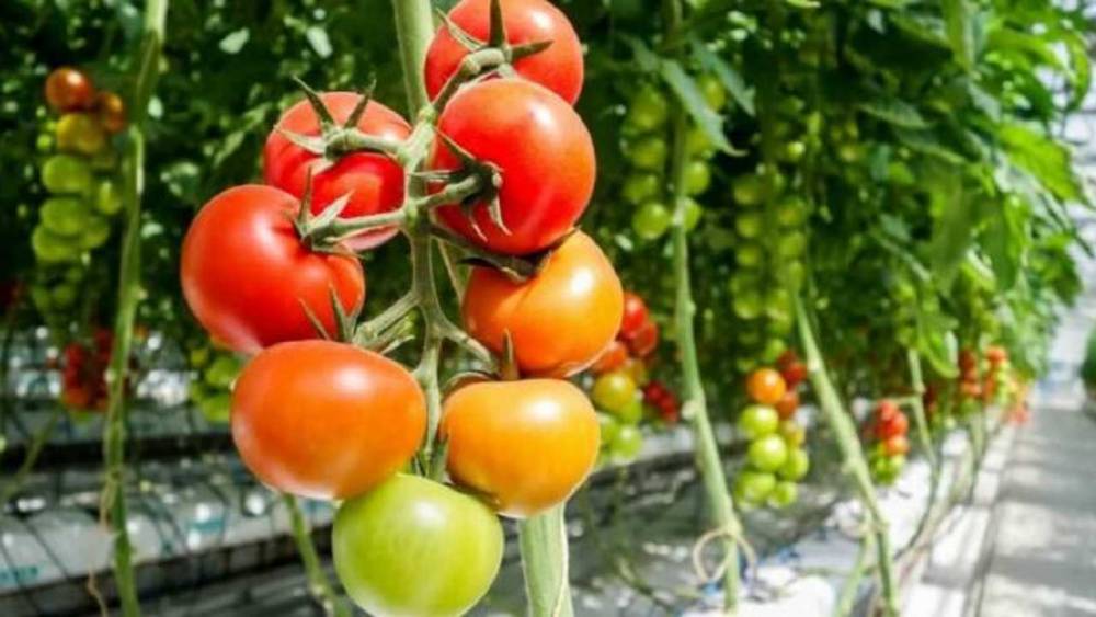 Tomates marocaines : l’ONSSA confirme une qualité sanitaire irréprochable malgré les critiques