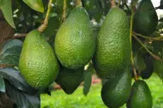 Le Maroc bat un nouveau record d'exportations d'avocats sur le marché allemand