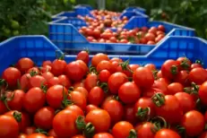 Tomates marocaines : les producteurs et exportateurs dénoncent une campagne infondée en Europe
