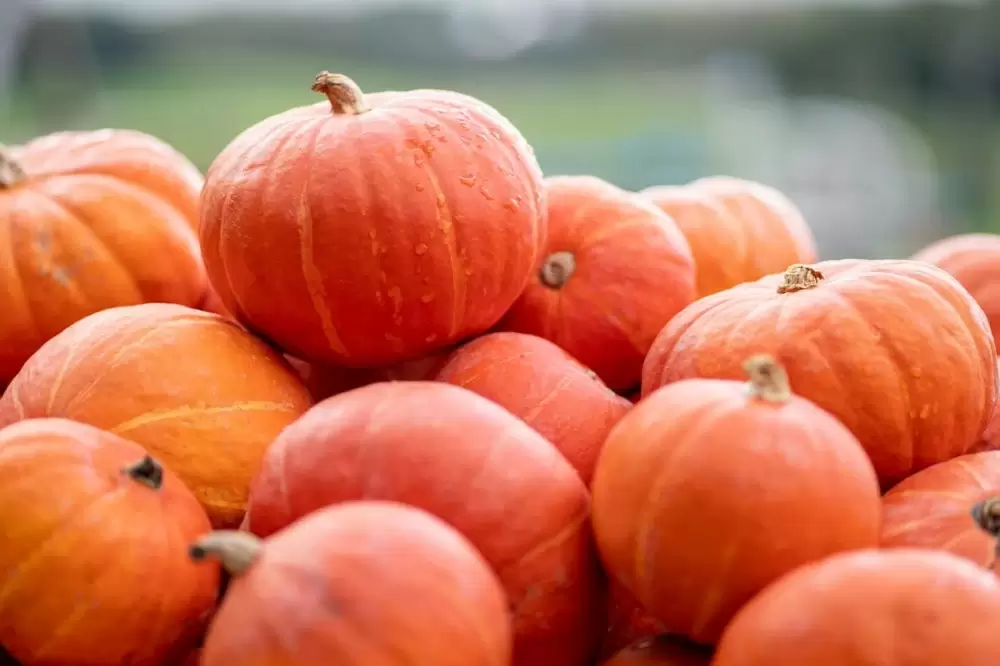 Courges : le Maroc double ses exportations vers la France en deux ans