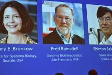 Le Nobel de médecine décerné aux Américains Mary E. Brunkow, Fred Ramsdell et au Japonais Shimon Sakaguchi