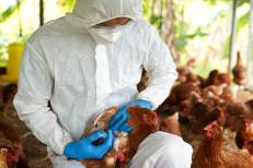 Grippe aviaire : La France passe en risque « élevé »