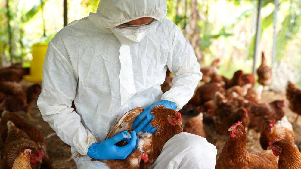 Grippe aviaire : La France passe en risque « élevé »