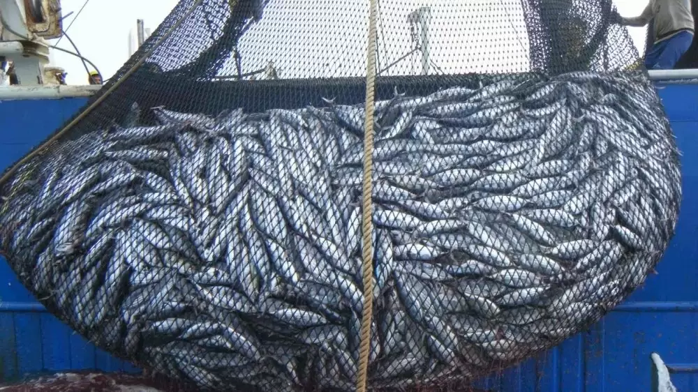 Pêche maritime : le Maroc lance son «Label Halieutique» pour renforcer la compétitivité de ses produits de la mer