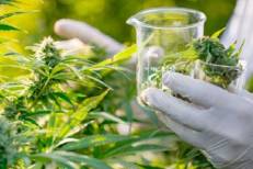 Cannabis légal : 111 licences retirées pour non-conformité en 2025