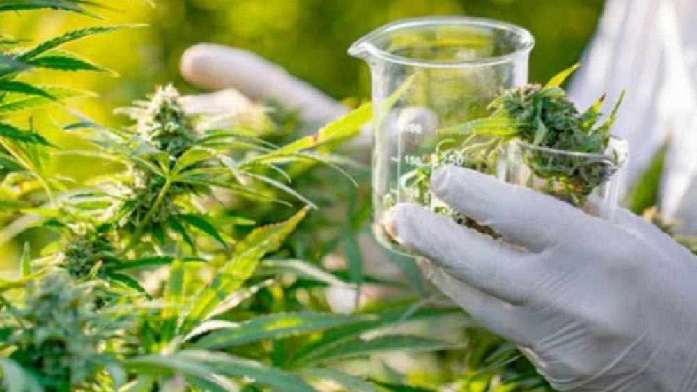Cannabis légal : 111 licences retirées pour non-conformité en 2025