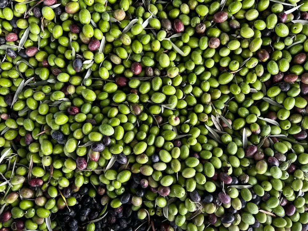 OMC : l’UE autorisée à sanctionner les États-Unis dans le différend sur les olives espagnoles