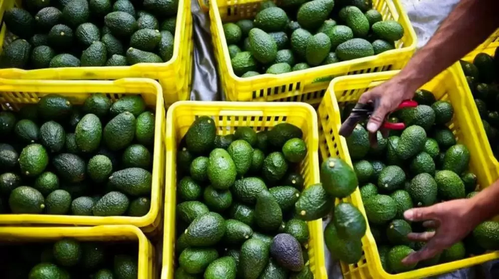 Les prix des avocats marocains restent contenus, malgré des pertes