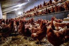 Grippe aviaire : Plus de 100.000 volailles abattues en Pologne