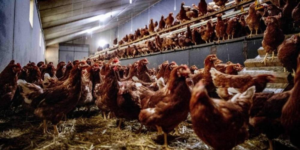 Grippe aviaire : Plus de 100.000 volailles abattues en Pologne