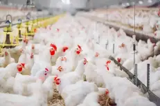 Poulet : la baisse de l’offre entraîne une hausse des prix au Maroc