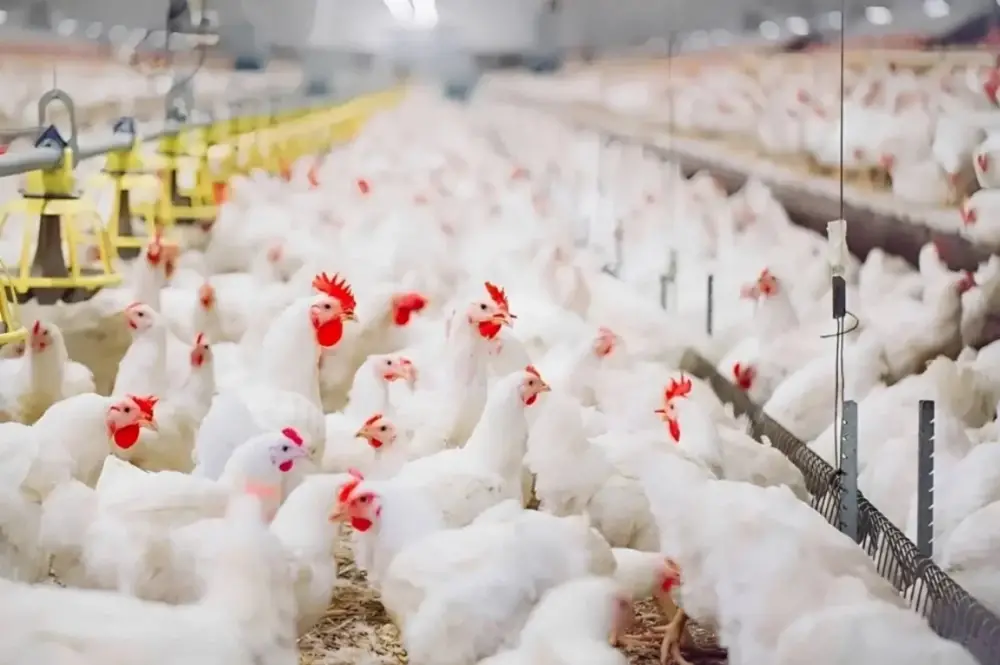Poulet : la baisse de l’offre entraîne une hausse des prix au Maroc