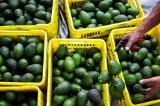 Avocats marocains : la concurrence freine les exportations en début de campagne