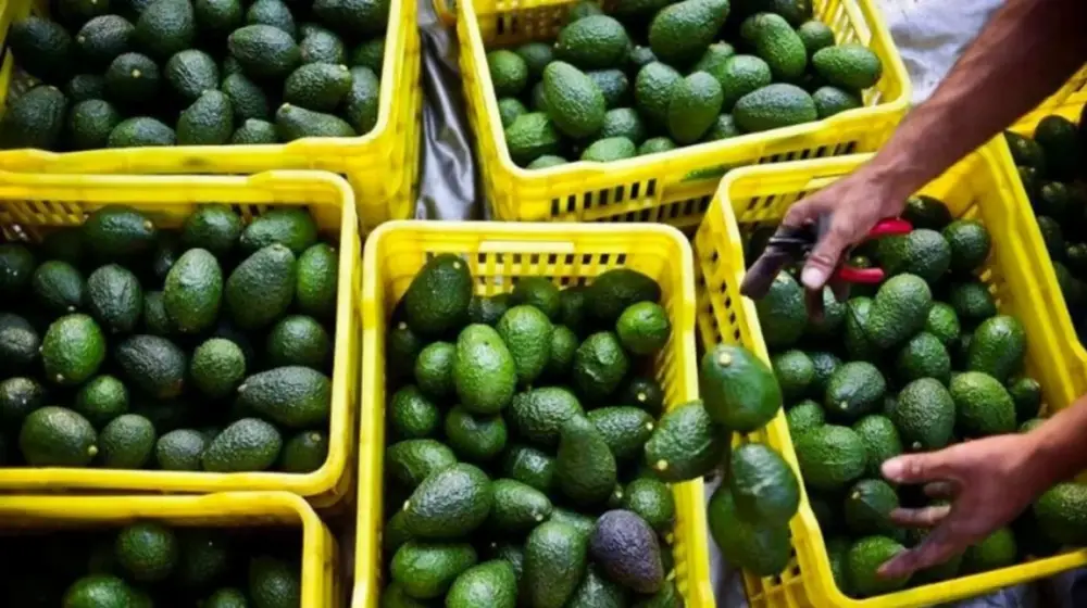Avocats marocains : la concurrence freine les exportations en début de campagne