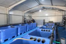 Cala Iris : une station pionnière sur la façade méditerranéenne dédiée à la purification et à la commercialisation des coquillages
