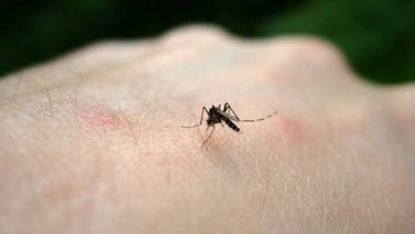 Virus du Nil occidental en France : 195 cas autoch...
