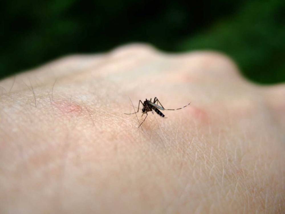 Virus du Nil occidental en France : 195 cas autochtones et six décès en 2026
