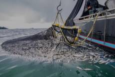 Pêche : la Russie veut doubler son quota dans les eaux marocaines