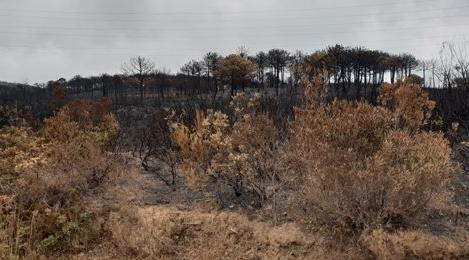 Fahs-Anjra: Les efforts se poursuivent pour maîtriser un feu de forêt