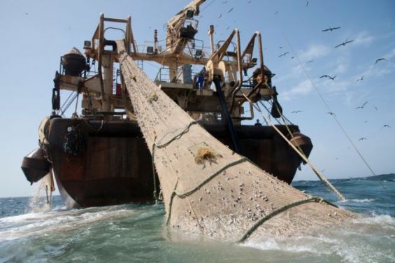 Pêche dans les eaux du Sahara : La part de l'Allemagne «étonnamment élevée» selon le Polisario