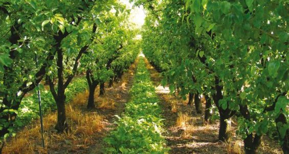 Agriculture : Les exportations de Fès-Meknès ont chuté avec la crise sanitaire