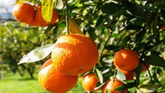 Maroc : Les exportations des produits agricoles en hausse de 8% malgré la pandémie