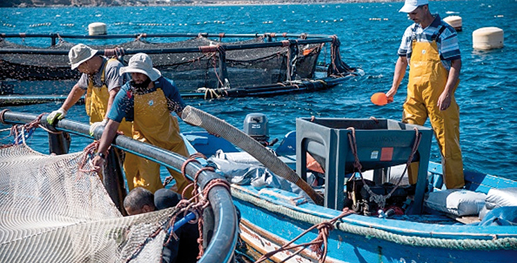 Stratégie Halieutis : 13 millions de dirhams pour un nouveau projet aquacole dans le Souss