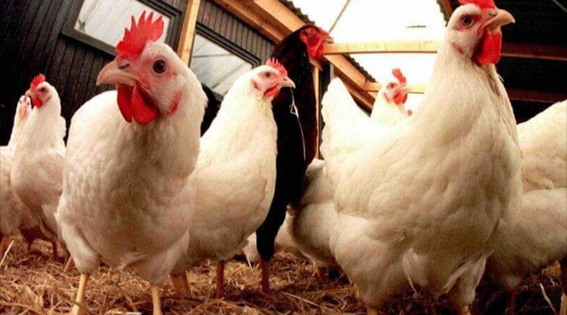 Flambée des prix du poulet au Maroc